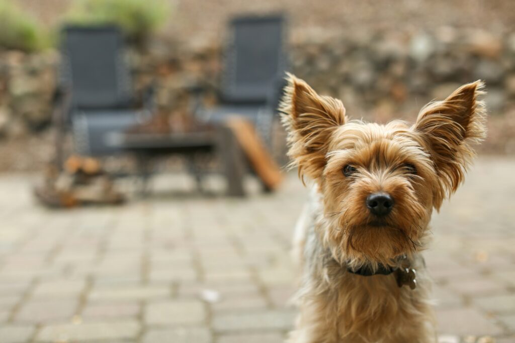 pet-friendly little dog